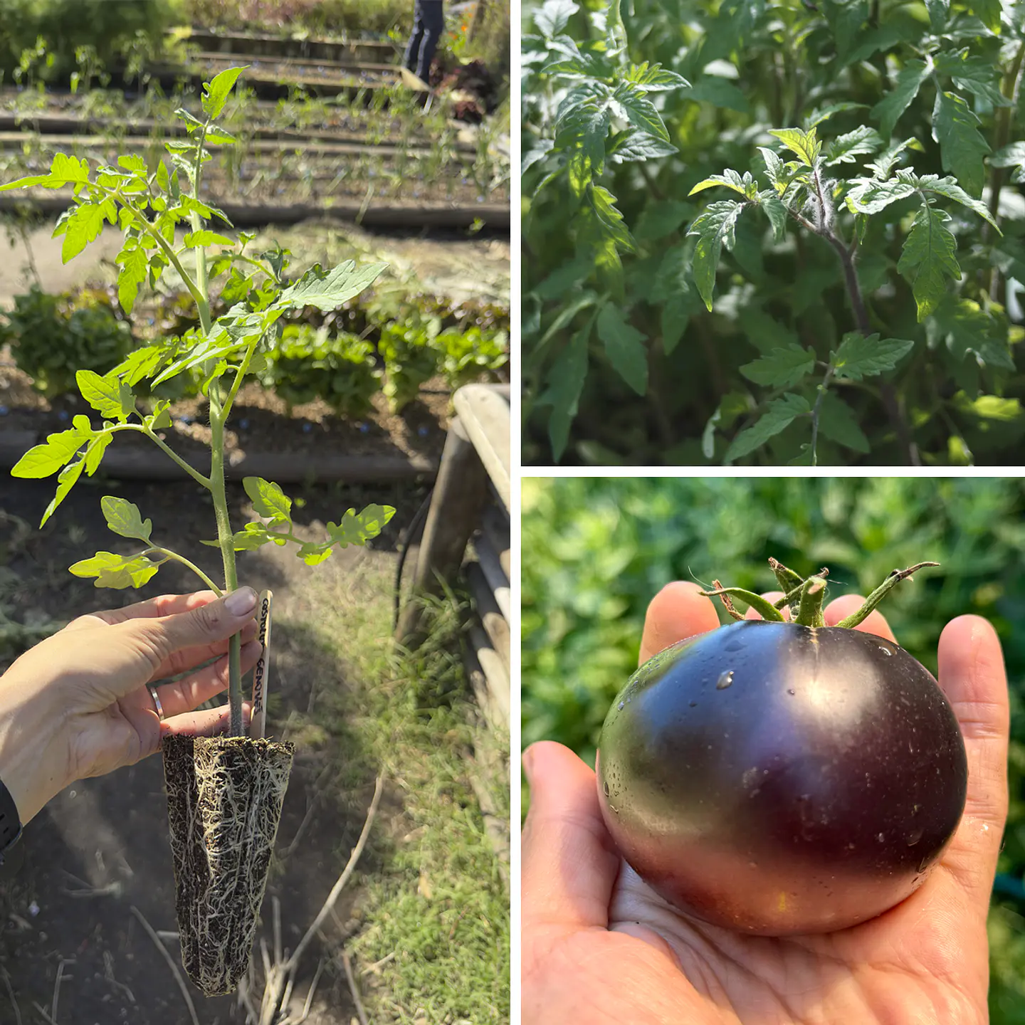 Almácigo de tomate Black Beauty 1