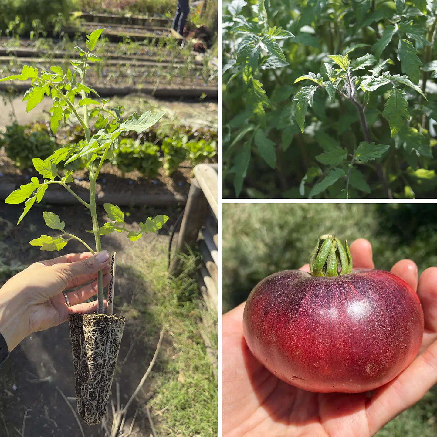 Almácigo de tomate Mar Azul 1