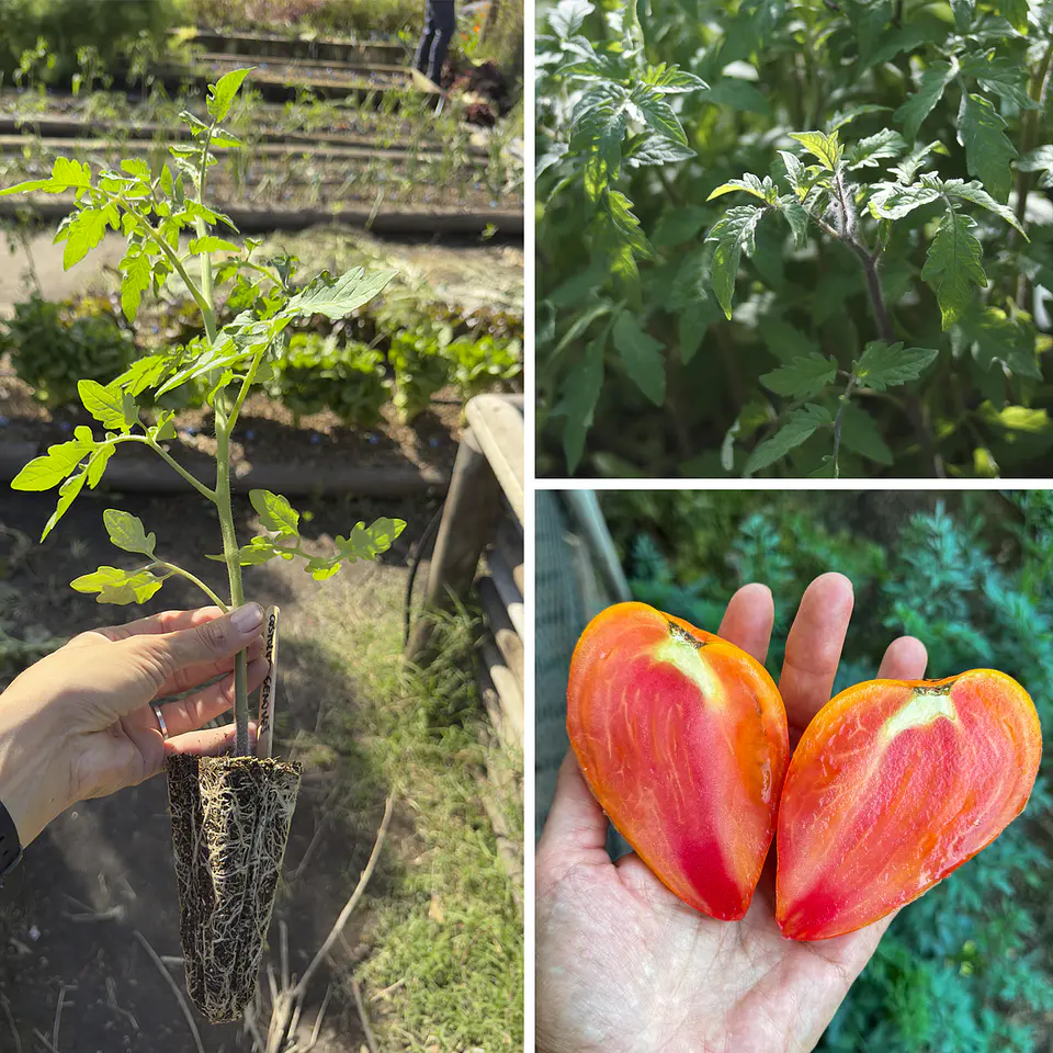 Almácigo de tomate Midnight Sun 1