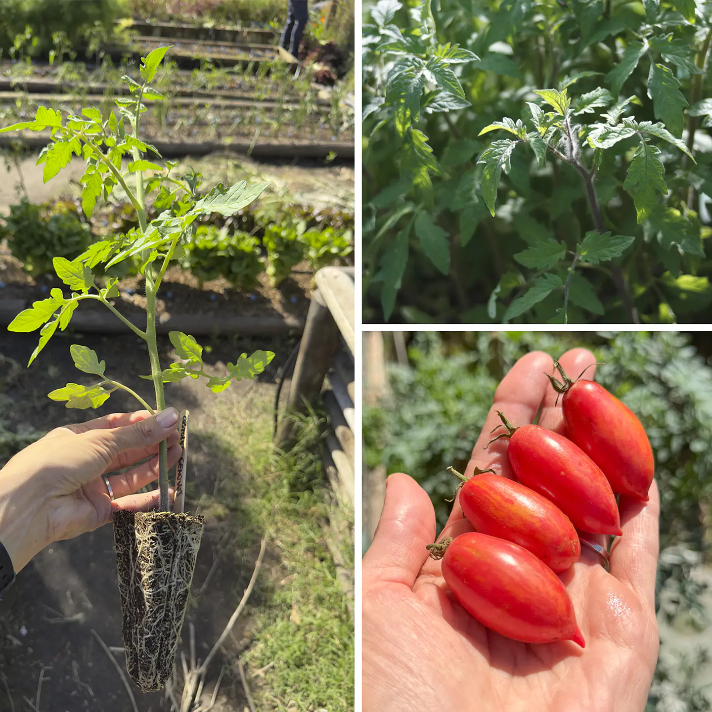 Almácigo de tomate Cherry Pink Tiger 1