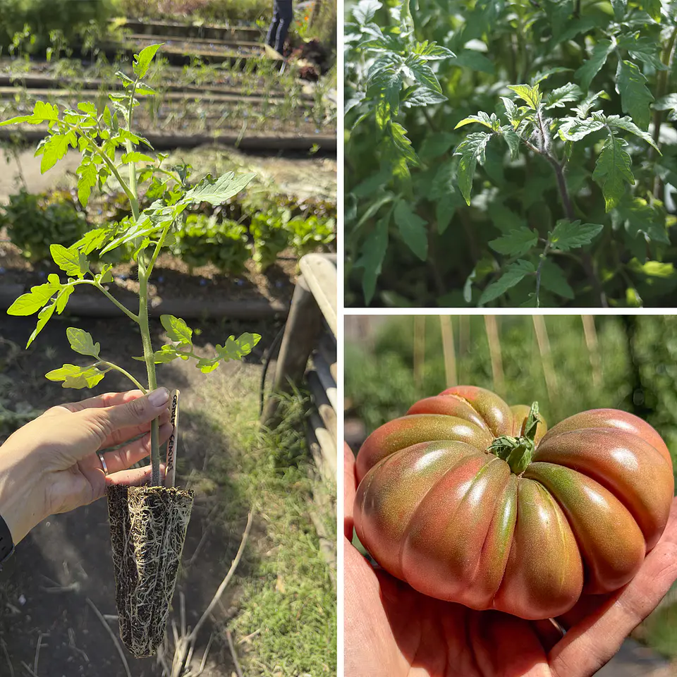 Almácigo de tomate Zapoteca Brown Flesh 1