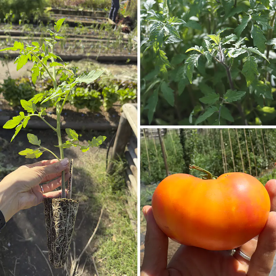 Almácigo de tomate Big Rainbow 1