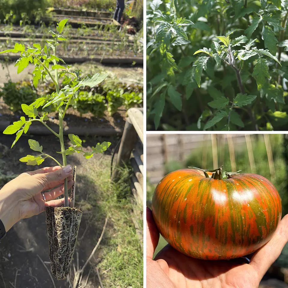Almácigo de tomate Chocolate Stripes 1