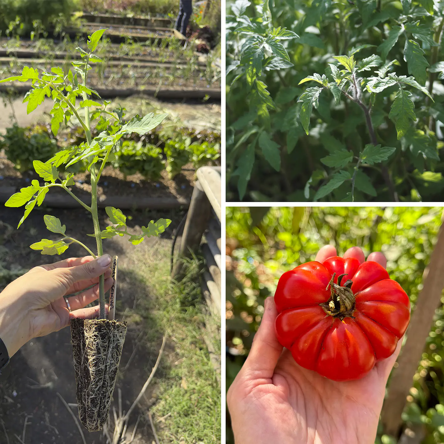 Almácigo de tomate Costoluto Genovés 1