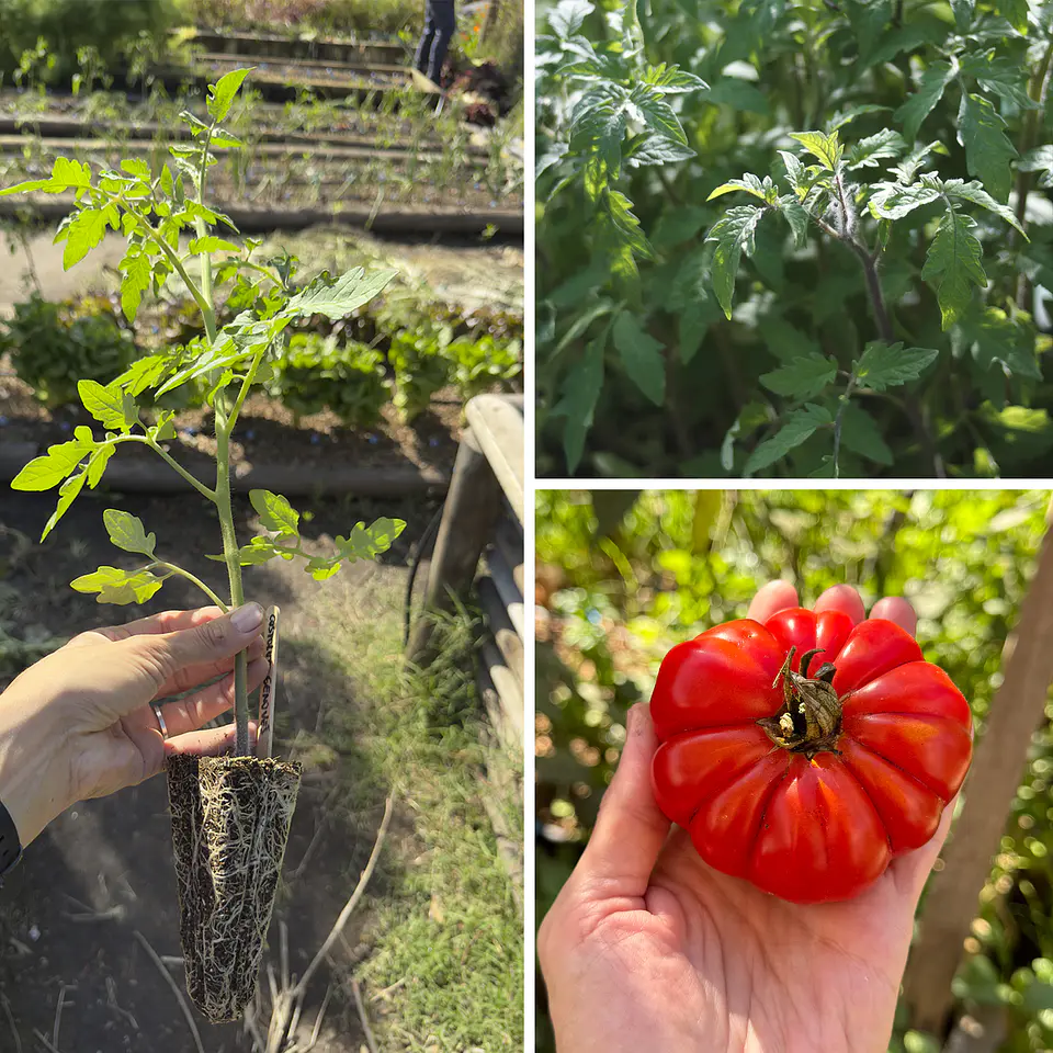 Almácigo de tomate Costoluto Genovés 1
