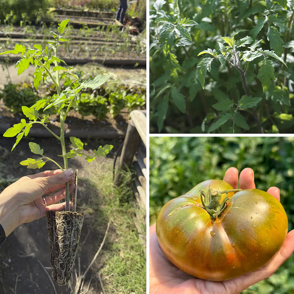 Almácigo de tomate Carbón 1