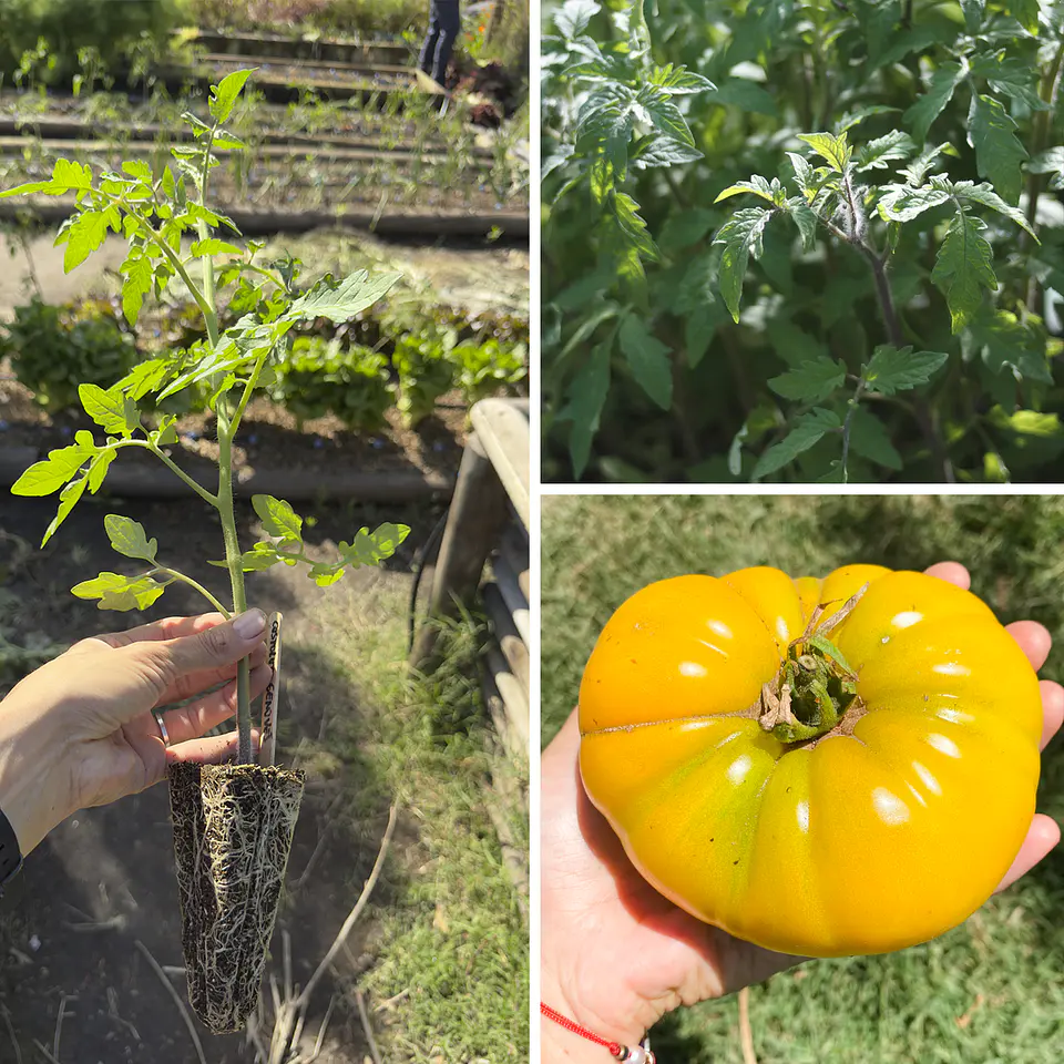 Almácigo de tomate Mami Trini 1