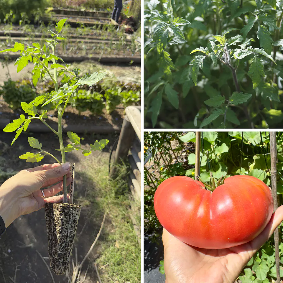 Almácigo de tomate Rosado Angolino 1