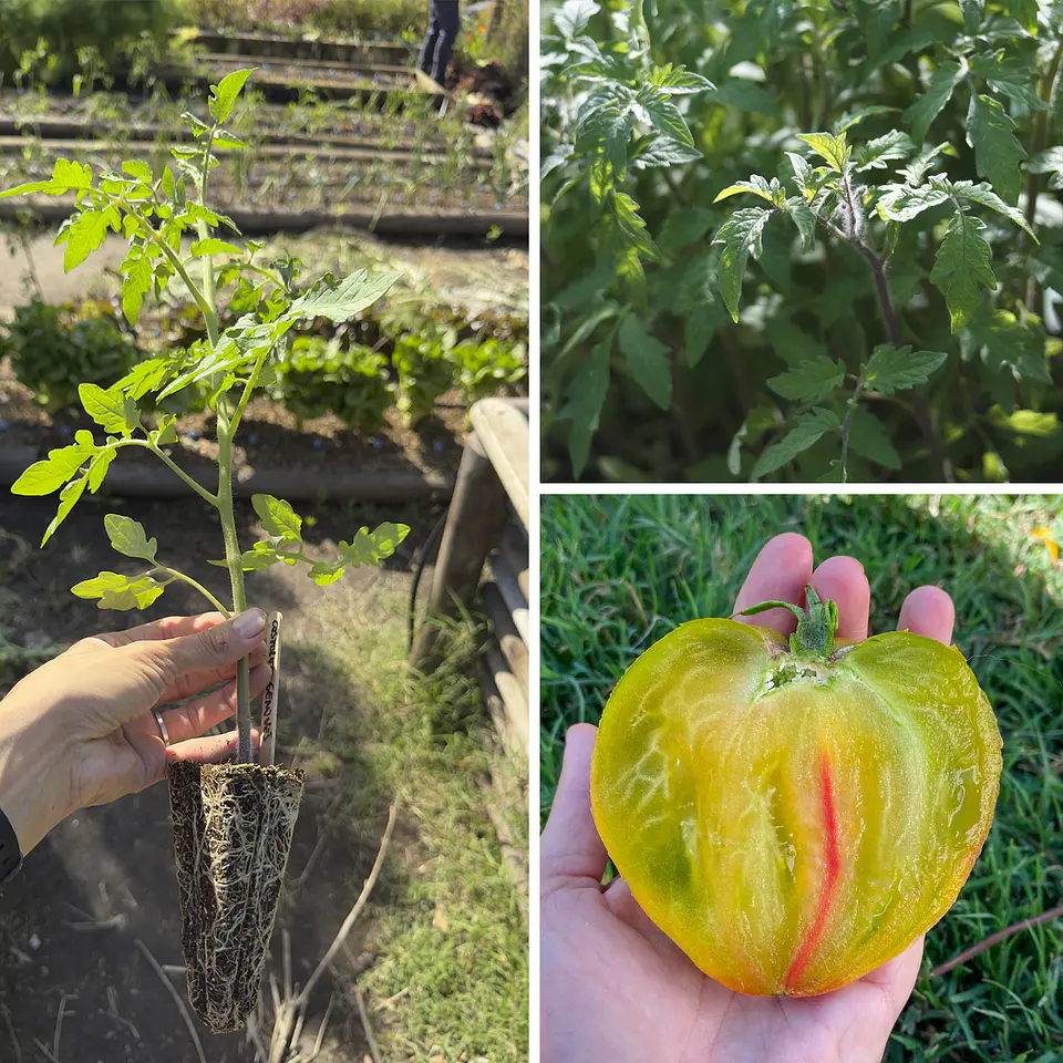 Almácigo de tomate Taiga 1