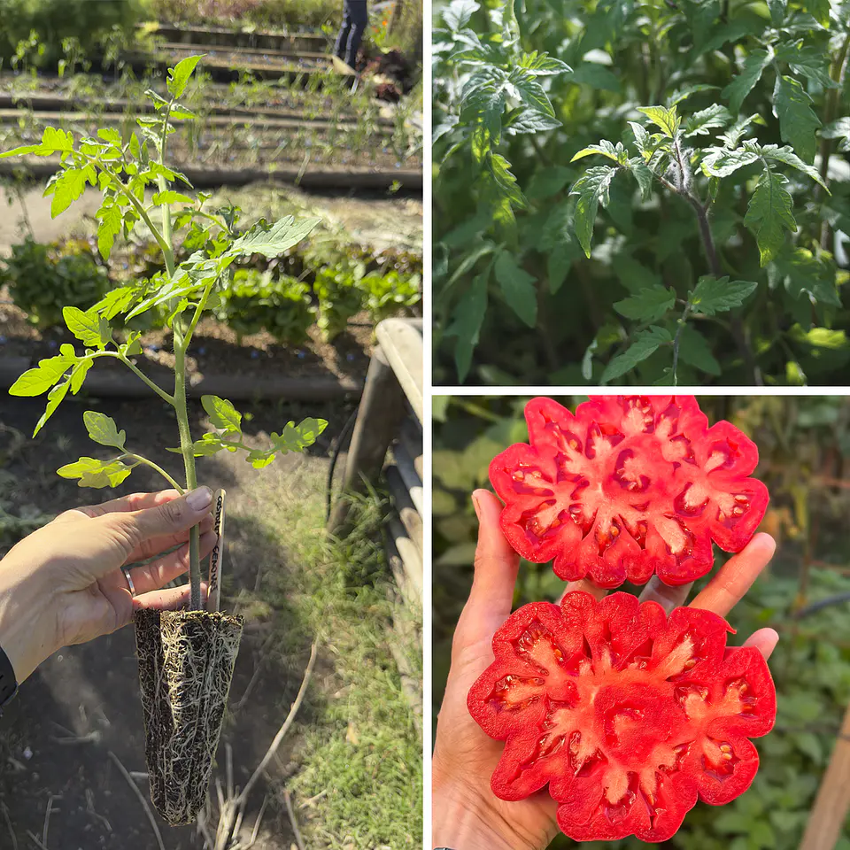 Almácigo de tomate Sharpei Rot 1