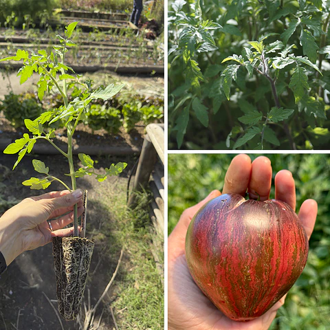 Almácigo de tomate Rebel Starfighter Prime