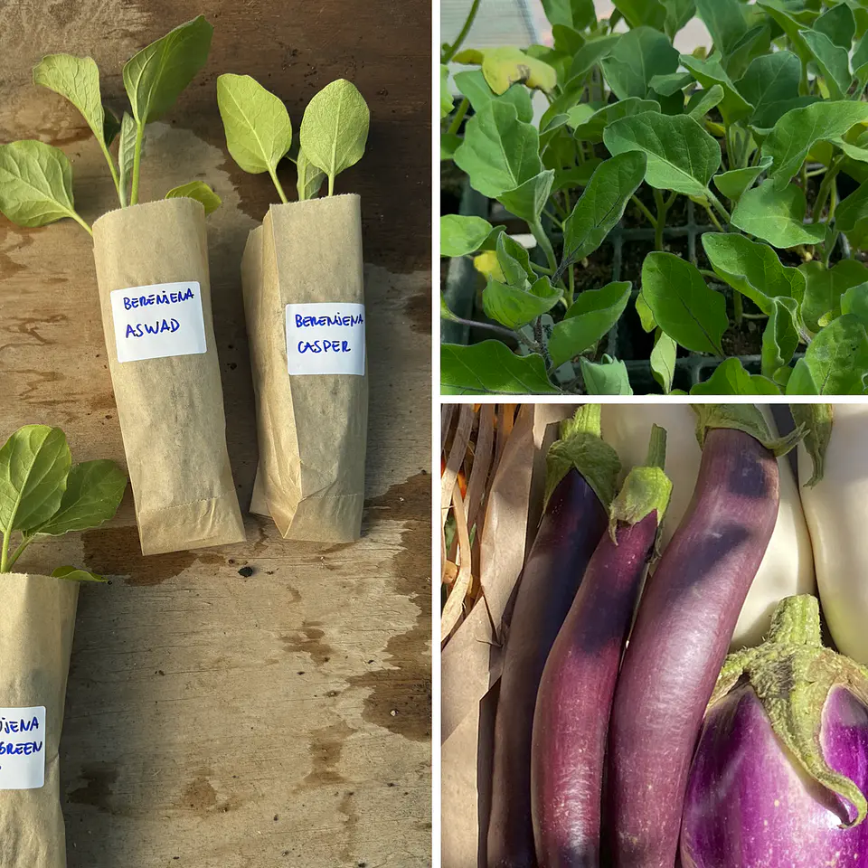 Almácigo de berenjena Violeta Lunga 1