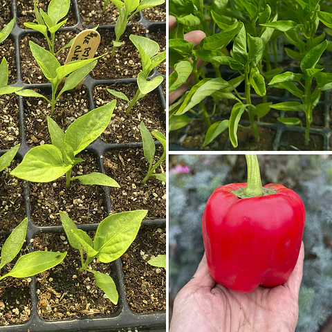 Almácigo de pimiento Cuatro Cascos