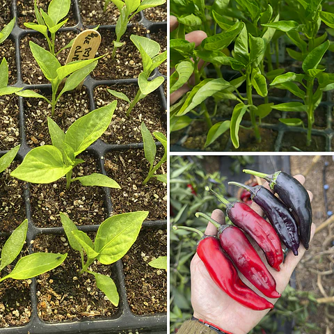 Almácigo de pimiento Murasaki Purple