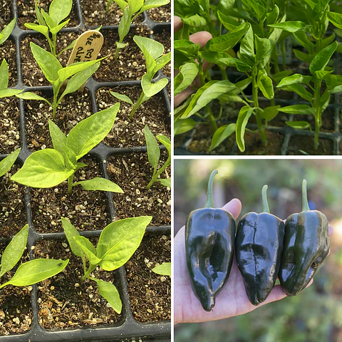 Almácigo de pimiento Poblano