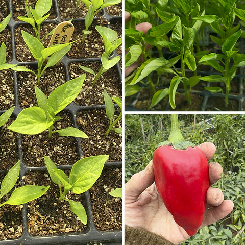 Almácigo de pimiento Trompo
