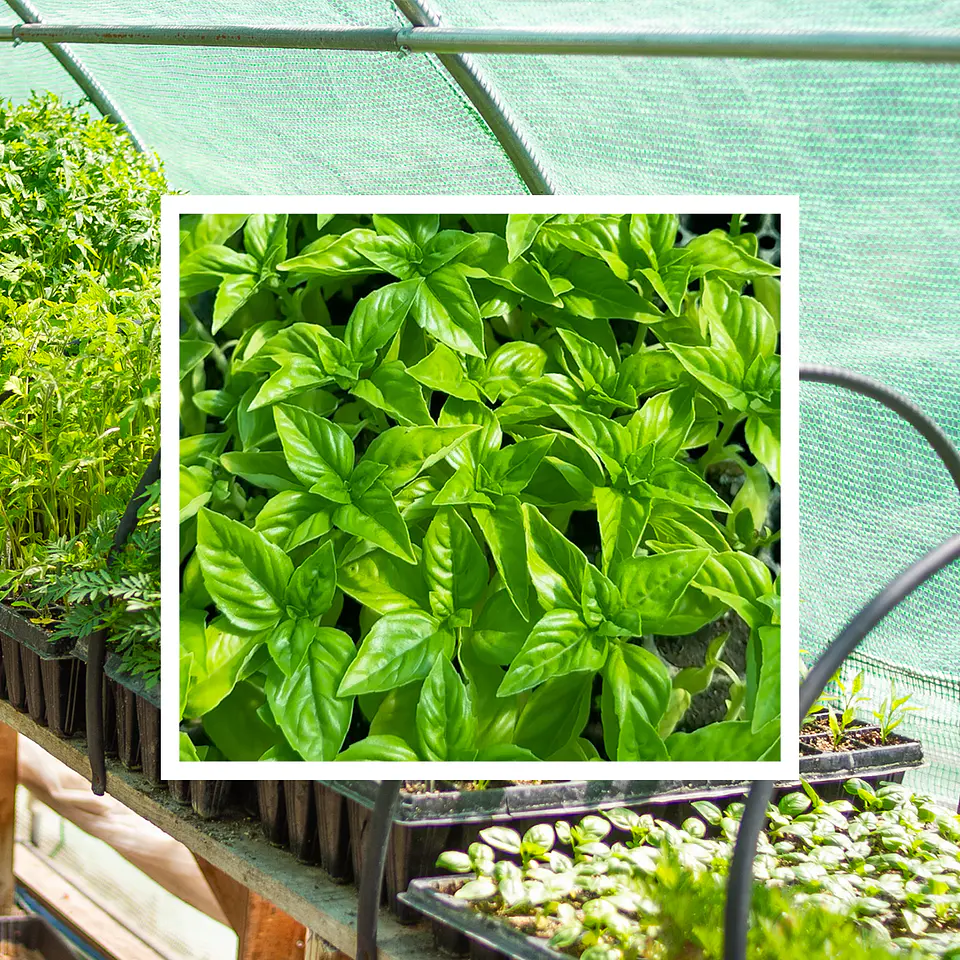 Almácigo de Albahaca 1