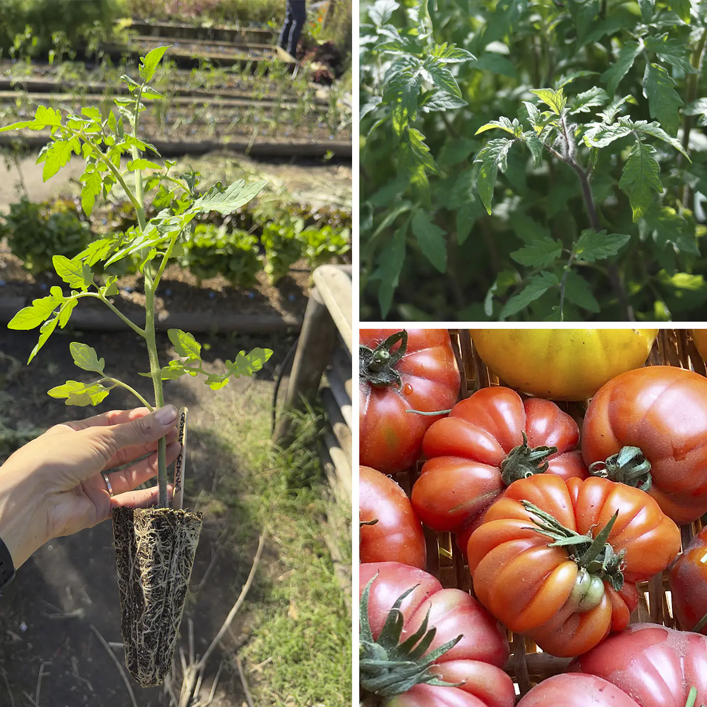 Almácigo de tomate Limachino 1
