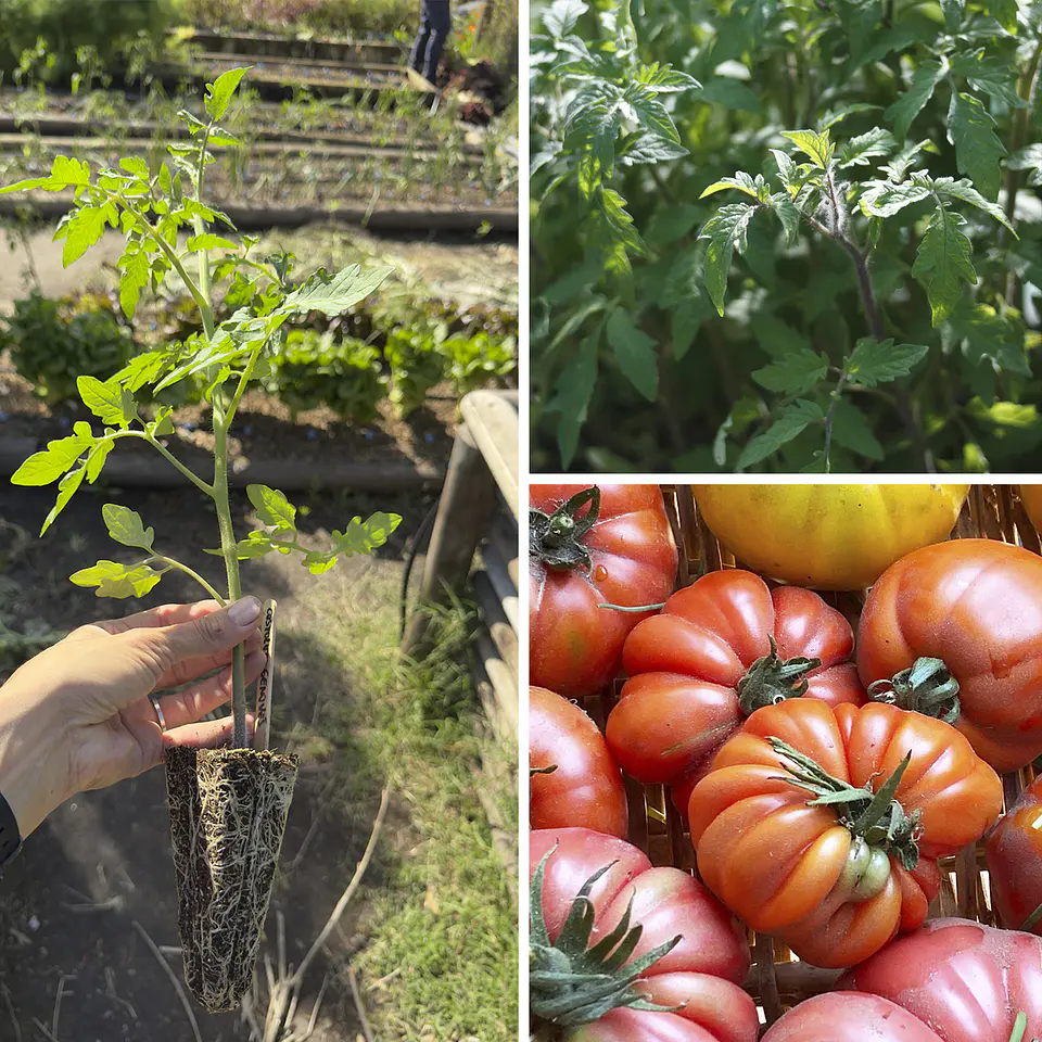 Almácigo de tomate Limachino 1