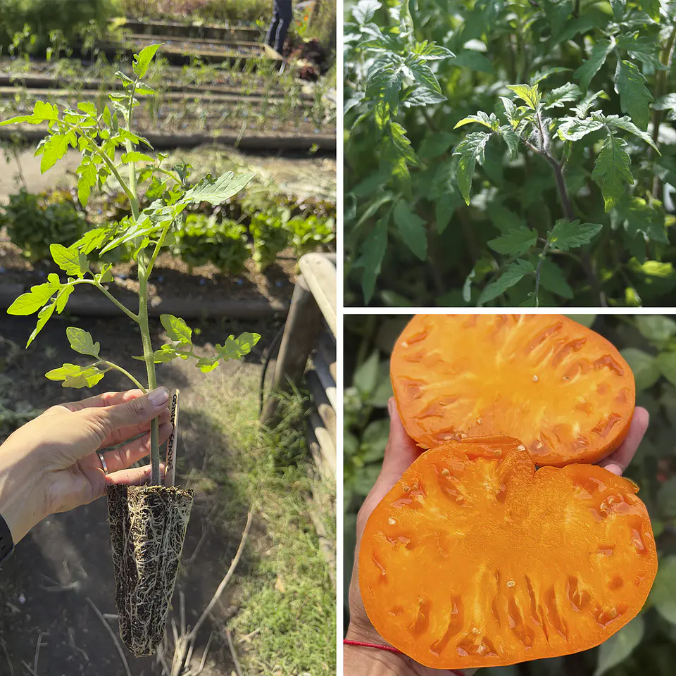 Almácigo de tomate Hawaiian Pineapple 1