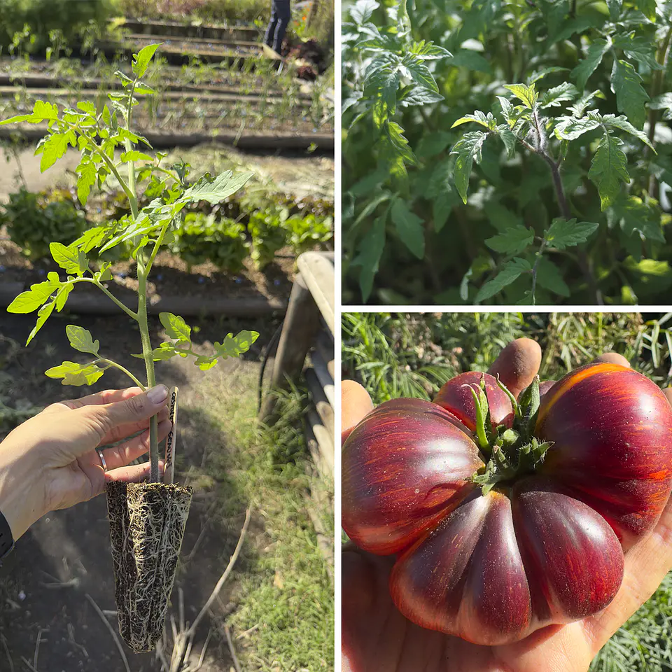Almácigo de tomate Red Beauty 1