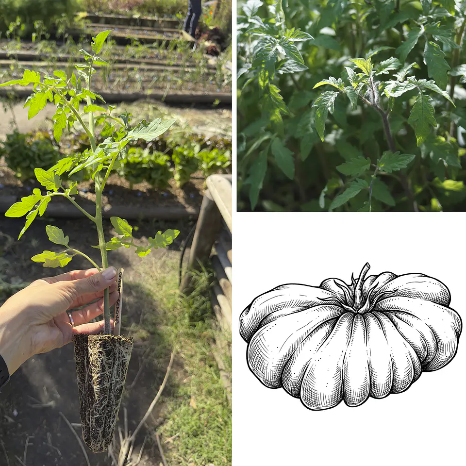 Almácigo de tomate Zapoteca 1