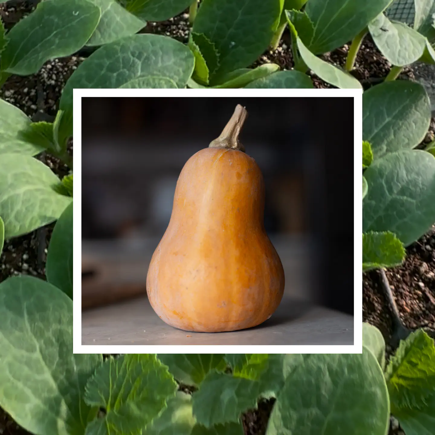 Almácigo de zapallo Honeynut 1