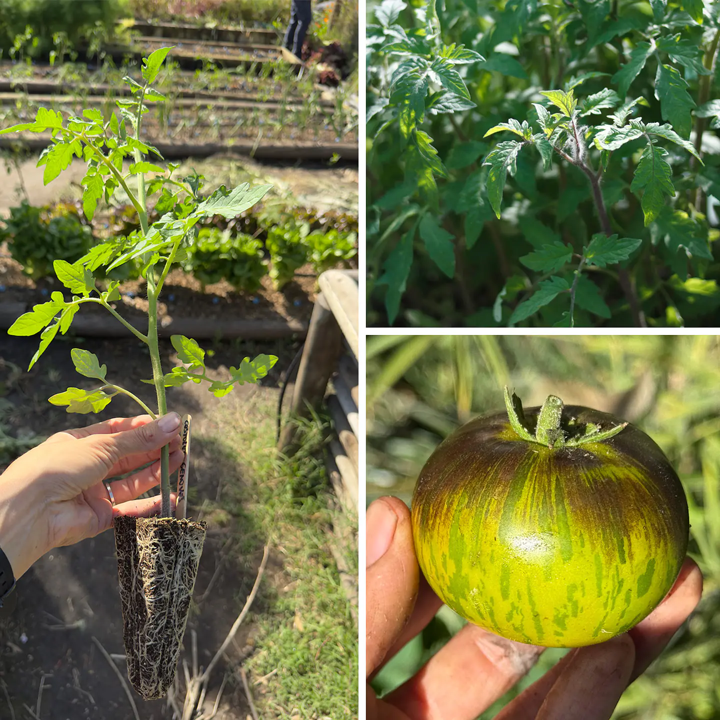 Almácigo de tomate Xanadu Green Goddess 1