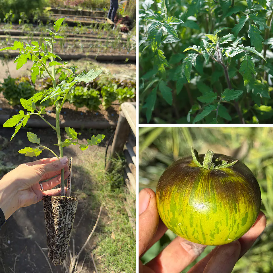 Almácigo de tomate Xanadu Green Goddess 1