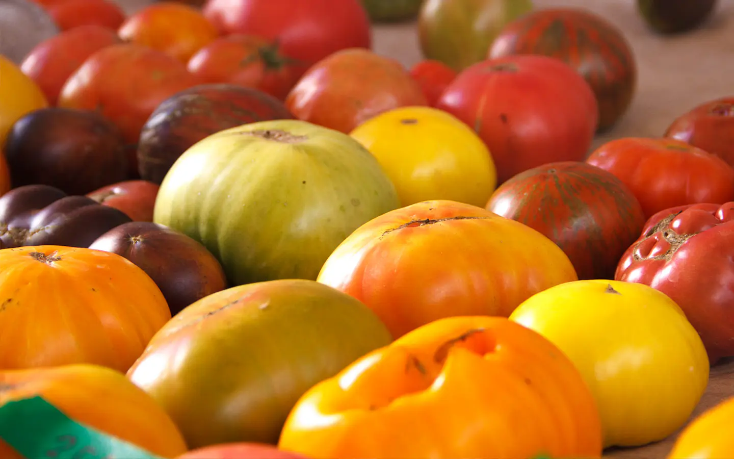 Los tomates no son rojos y redondos