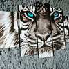 Cuadro Tigre Ojos azules Tamaño 110 x 59
