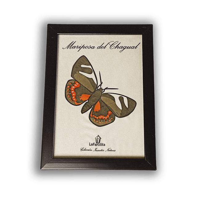 Cuadro Mariposa del Chagual