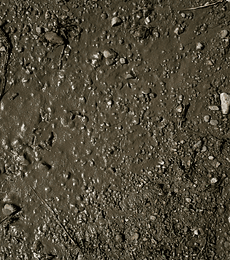 Terrenos suelo húmedo 250ML