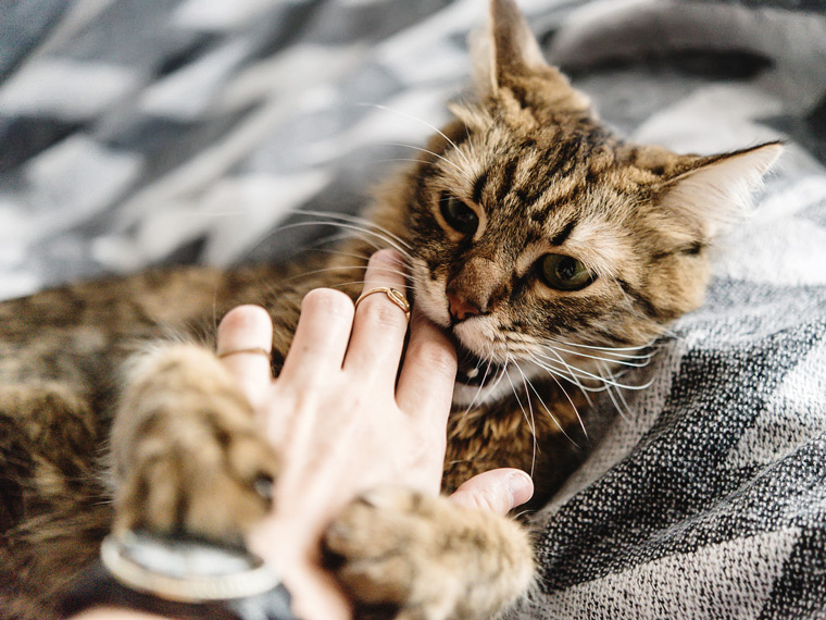 Cómo «castigar» a un gato si se porta mal?
