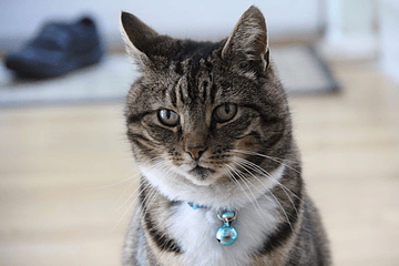 ¿Por qué no es una buena idea poner un cascabel a tu gato?