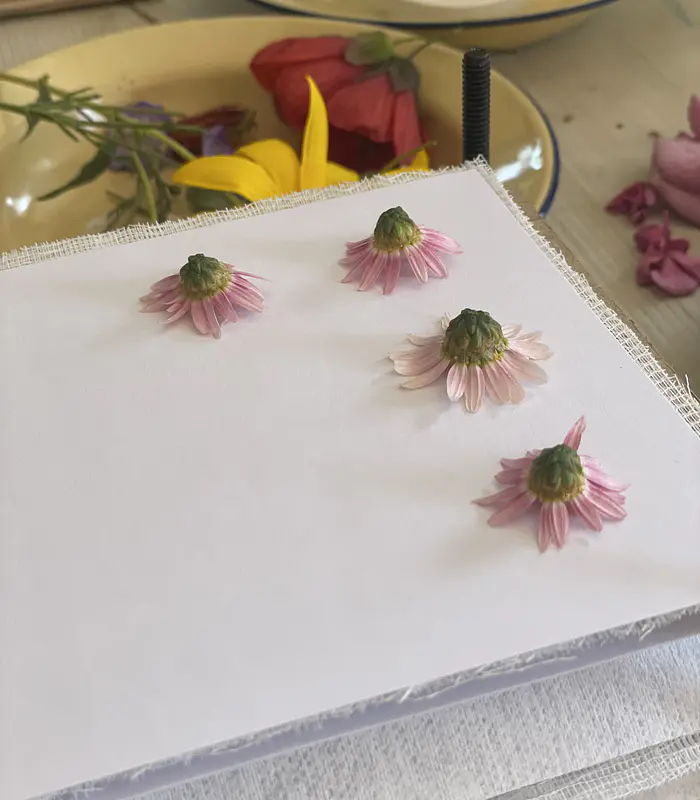 Curso Online de Presado Botánico