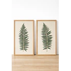 Helechos sobre Lino 1