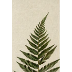 Helechos sobre Lino 2