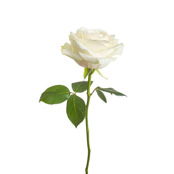 Guia prensado Rosa