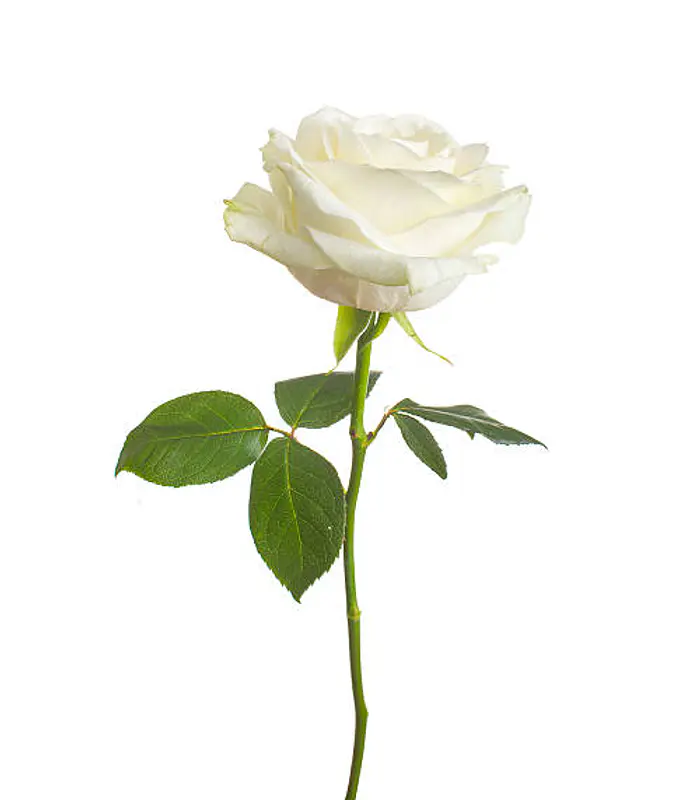 Guia prensado Rosa