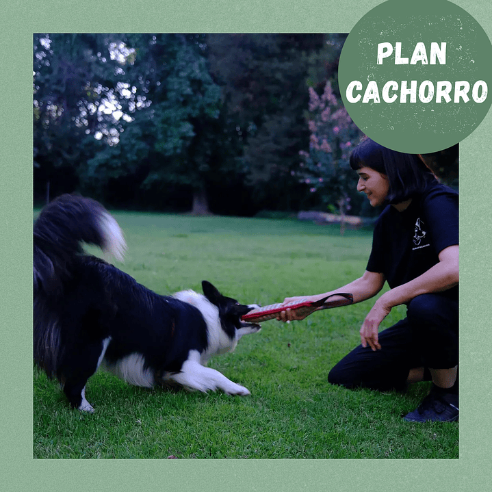Plan Cachorro  1