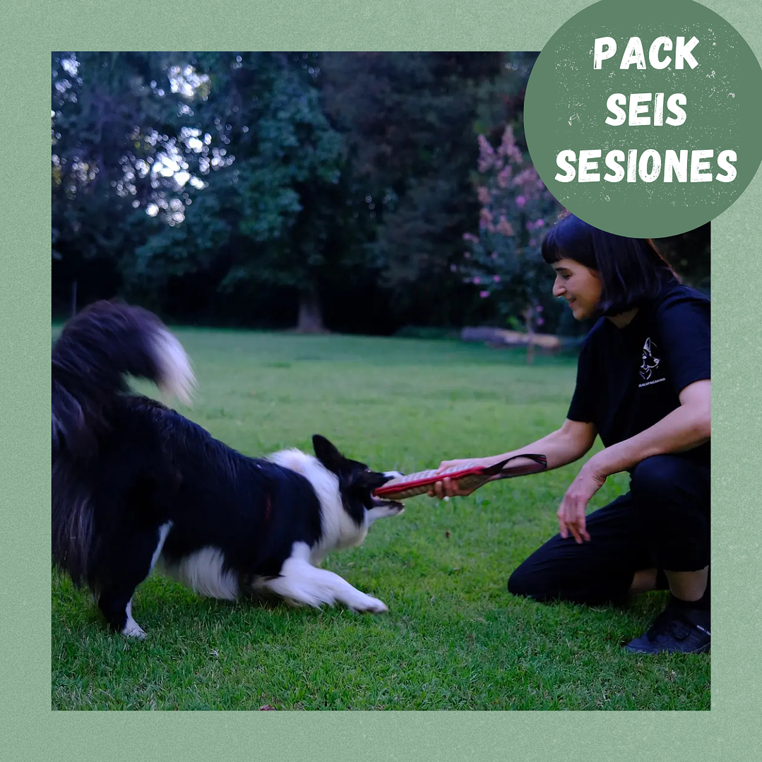 6 Sesiones de Educación Canina 1