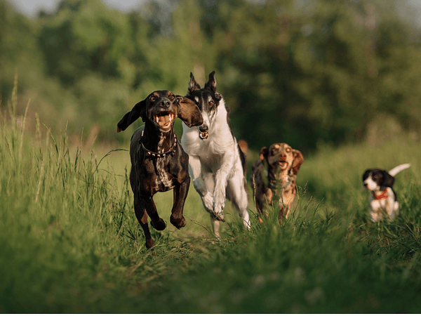 La importancia de desparasitar a las mascotas en primavera y verano
