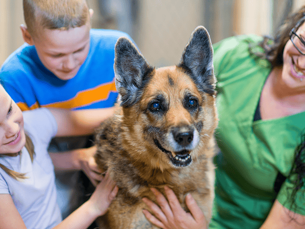 Descubre los principales beneficios de tener una mascota