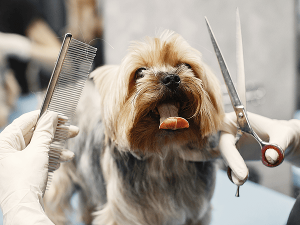 ¿Buscas peluquería canina? Considera los siguientes tips