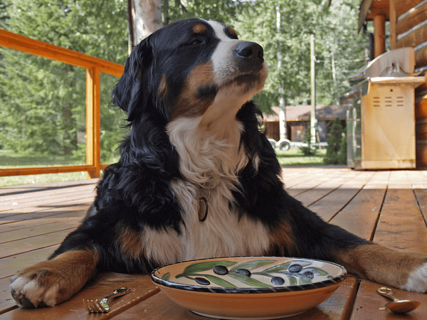 8 consejos para elegir el alimento de tu perro o gato