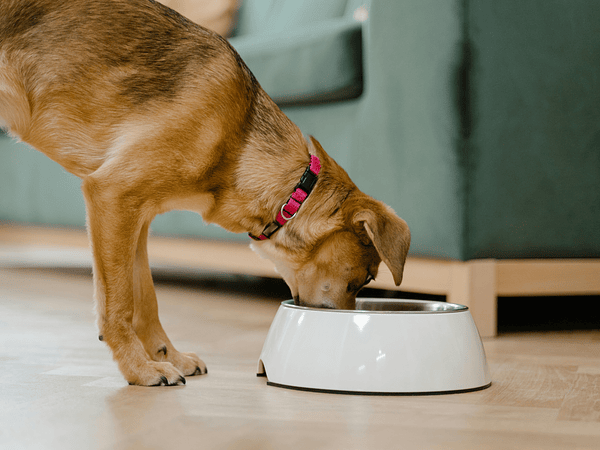 5 señales de que tu perro necesita un alimento con mejor calidad proteica
