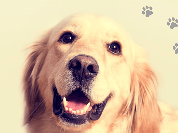 Tener perro puede ayudar a una vida más larga