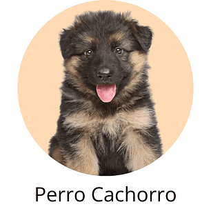 Perro Cachorro