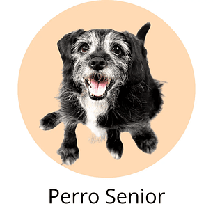 Perro Senior